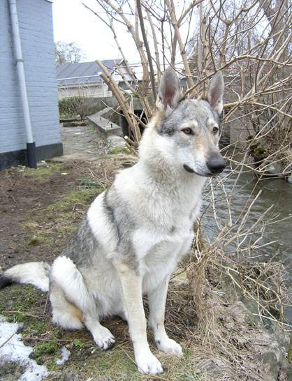 Aetheria/Female/Czechoslovakian Wolfdog Czechoslovakian-wolfdog-observing