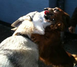 Pandora Czechoslovakian wolfdog and wiener dog kissing
