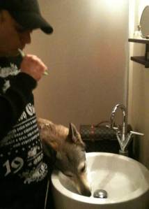 Czechoslovakian wolfdog licking round sink for toothpaste