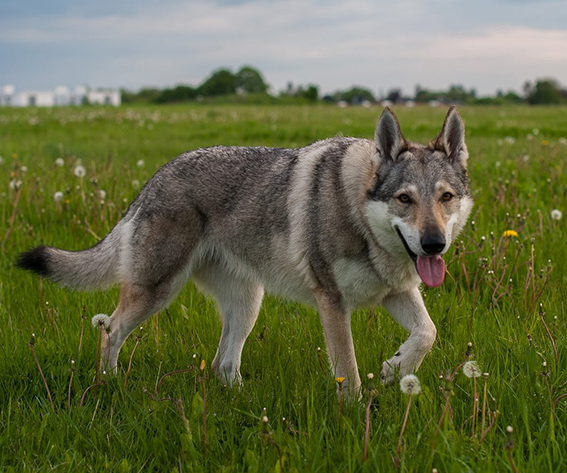 Aetheria/Female/Czechoslovakian Wolfdog Pandora_czechoslovakian_wolfdog_by_rolf_larsen