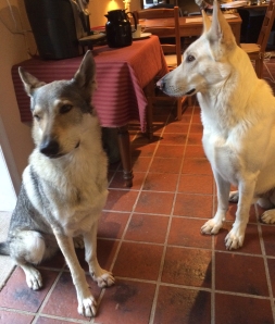 Czechoslovakian wolfdog and white german shepherd