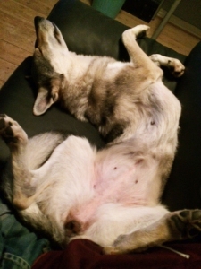 Sleeping czechoslovakian wolfdog